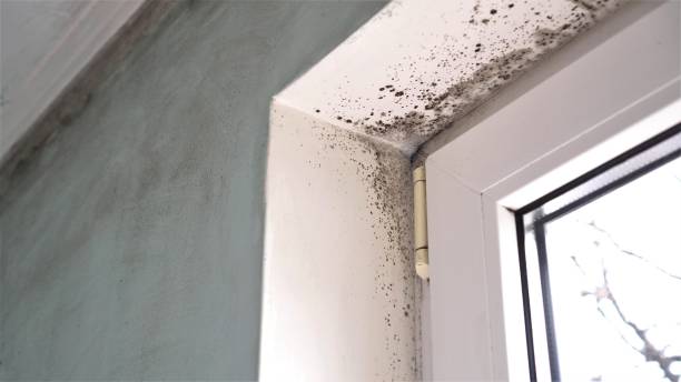 Best Health and Safety Mold Remediation in Brilliant, OH