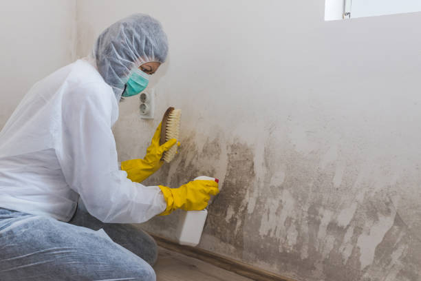 Best White Mold Remediation in Brilliant, OH