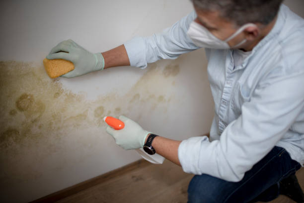 Best Residential Mold Remediation in Brilliant, OH