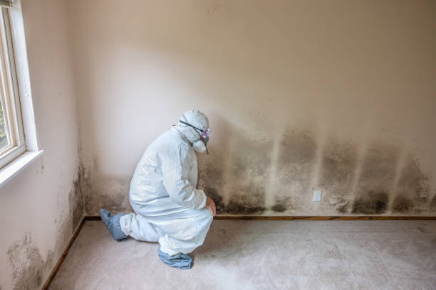 Best Basement Mold Remediation in Brilliant, OH